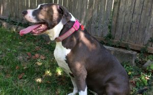 Veteran credits abandoned Pit Bull with saving her life