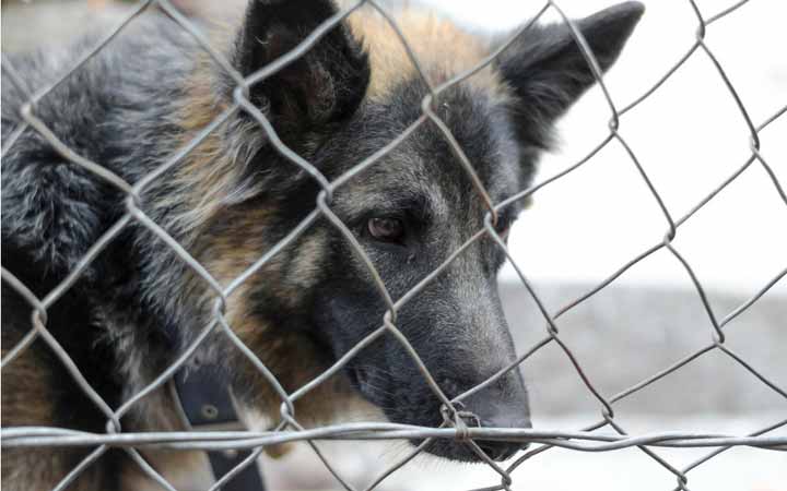 Impacts of long-term sheltering on dogs