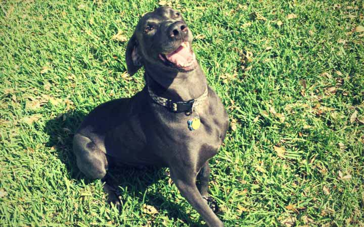 Marine veteran eases loneliness and loss with rescue dog