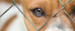 Impacts of long-term sheltering on dogs