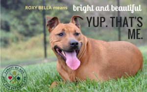 Roxy Bella