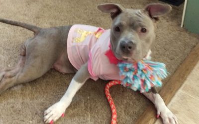 Pit Bull who endured years of abuse steals Navy veteran's heart