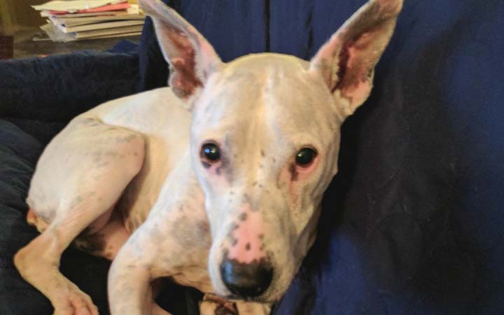 Deaf bait dog rescued from cruel life saves Air Force veteran from loneliness