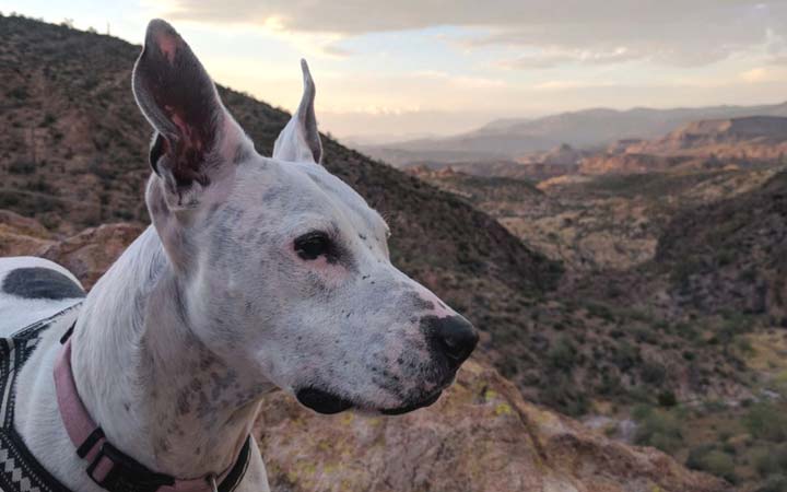 Deaf bait dog rescued from cruel life saves Air Force veteran from loneliness