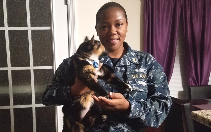 Navy veteran discovers adult shelter cat she adopts is the cat she needs