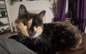 Navy veteran discovers adult shelter cat she adopts is the cat she needs