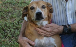 Veteran mends his broken heart by adopting a four-legged hurricane refugee