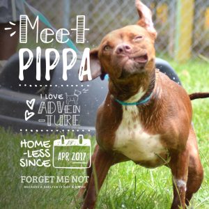 Pippa