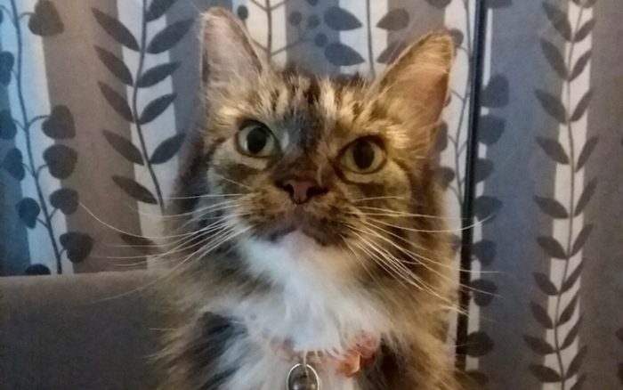 Navy veteran and adult shelter cat throw past lives overboard to start new life together