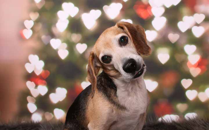 Disabled veteran and rescued Beagle save each other from loneliness