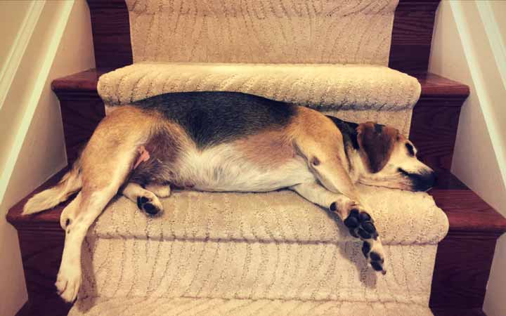 Disabled veteran and rescued Beagle save each other from loneliness