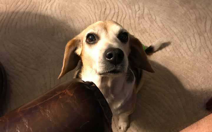 Disabled veteran and rescued Beagle save each other from loneliness