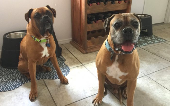 Grieving Navy veteran offers two senior dogs a loving and final home