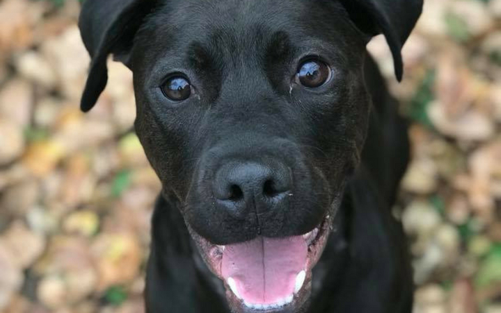 Smiling shelter dog makes Navy veteran's life complete