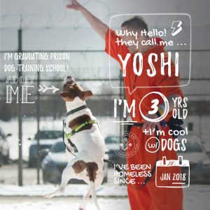 Yoshi