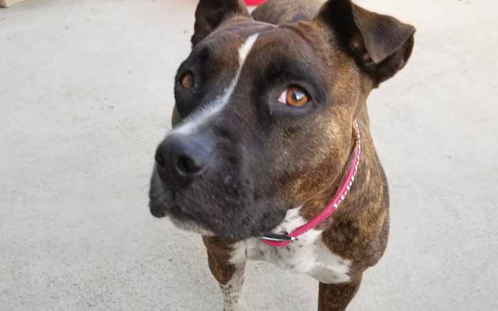 Adult Pit Bull adopted for free is priceless addition to one