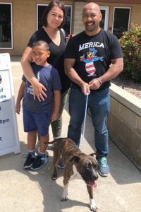 Adult Pit Bull adopted for free is priceless addition to one military family