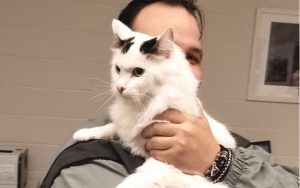 Loving shelter cats rescue Army veteran from depression and anxiety