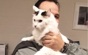 Loving shelter cats rescue Army veteran from depression and anxiety