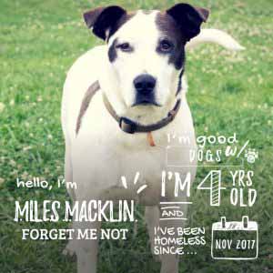 Miles Macklin