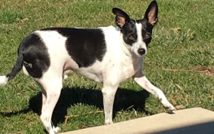 Grief-stricken Vietnam veteran and special needs dog help each other heal