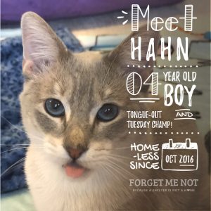 Hahn