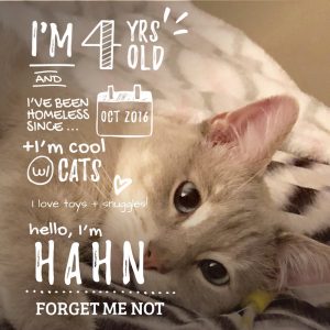 Hahn