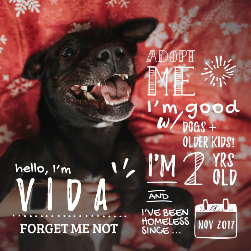 Vida