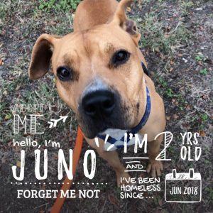 Juno