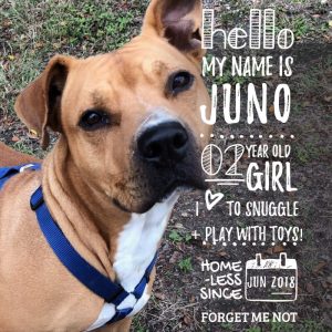 Juno