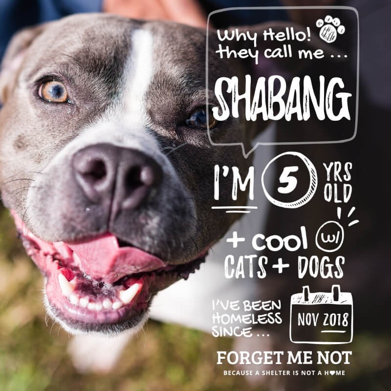 Shabang