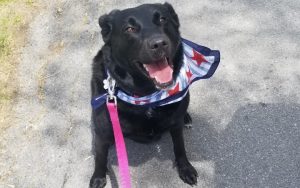 Active duty Army medics give new life to shelter dog who returns the favor