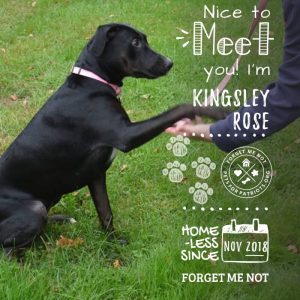 Kingsley Rose loves kisses, kids and cuddles!