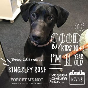 Kingsley Rose loves kisses, kids and cuddles!