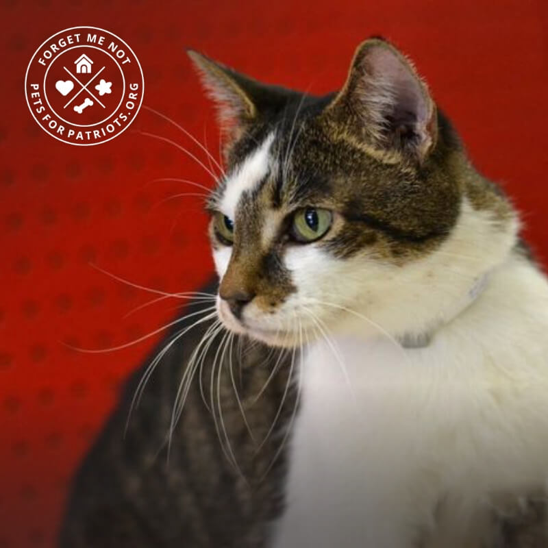 Rosalyn is a cool cat who is cool with cats - and kids!