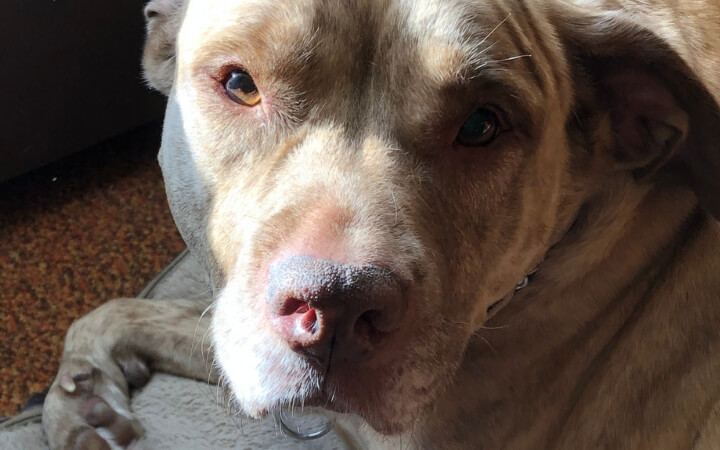 Pit Bull with a purpose consoles Navy veteran coping with unspeakable loss