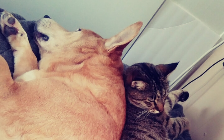 Veteran learns that senior special needs dog is the buddy he always wanted