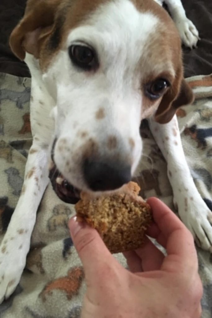 Old rescued hound gives Navy Reservist renewed sense of purpose