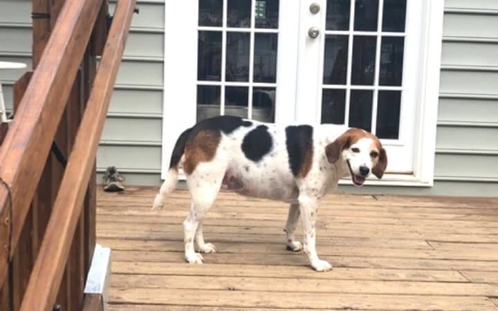 Old rescued hound gives Navy Reservist renewed sense of purpose