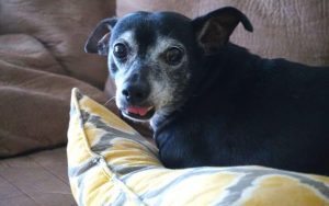 Snaggly-toothed special needs senior dog fulfills a Navy veteran’s lifelong dream