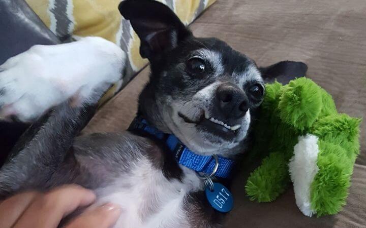 Snaggly-toothed special needs senior dog fulfills a Navy veteran’s lifelong dream