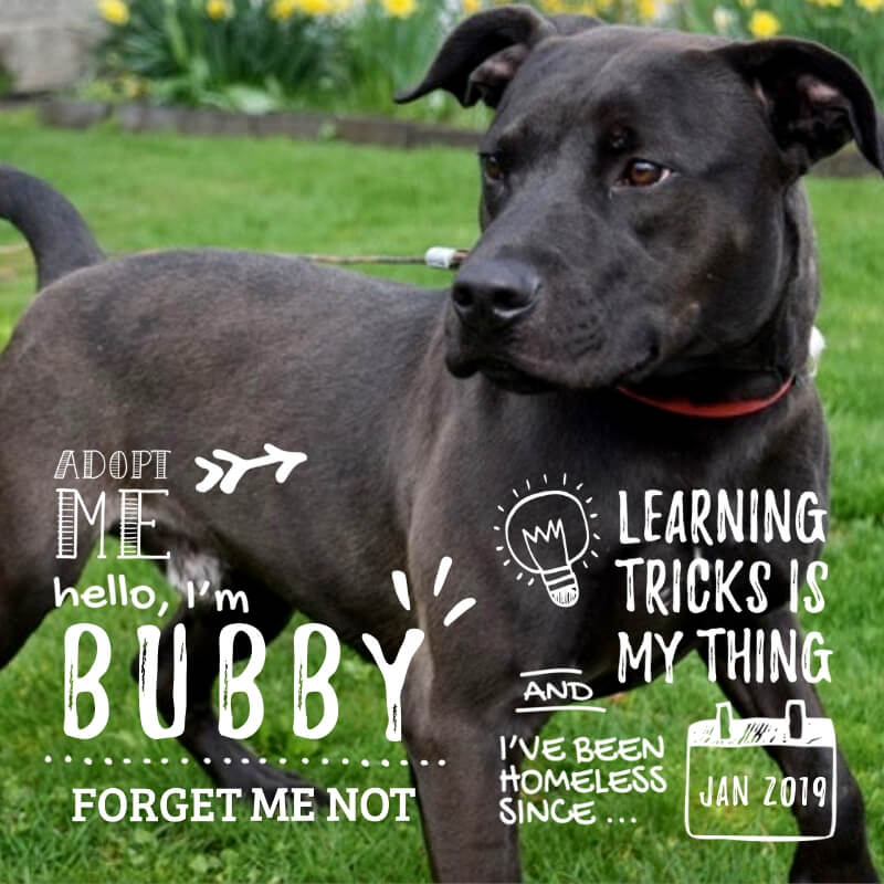 Bubby has a zest for life and wants to share it with you!