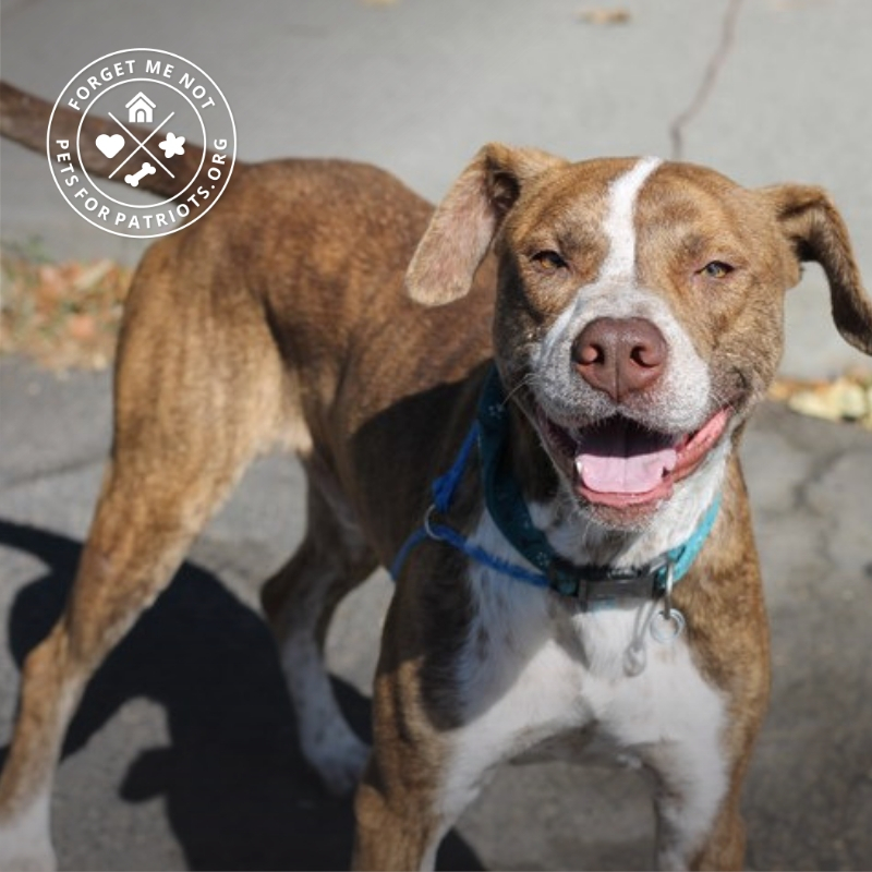 Jimmy is a fun-loving pupper looking for adventure!