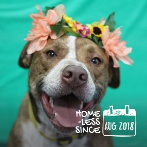 Jimmy is a fun-loving pupper looking for adventure!