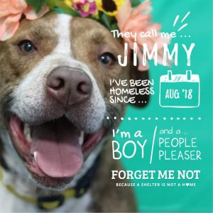 Jimmy is a fun-loving pupper looking for adventure!