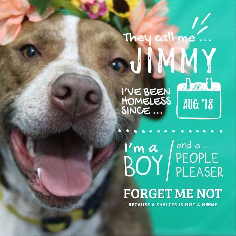 Jimmy is a fun-loving pupper looking for adventure!