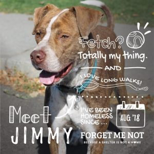 Jimmy is a fun-loving pupper looking for adventure!