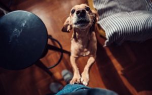Four on the floor: how to get your dog to stop jumping on people