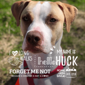Huck