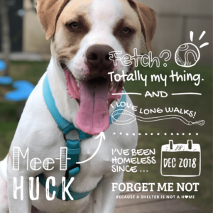 Huck